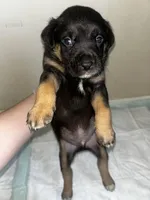 Nova, a female Cane Corso for sale in Florida City, FL – Photo 2 of 10