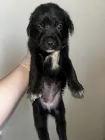 Nova, a female Cane Corso for sale in Florida City, FL – Photo 7 of 10