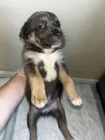 Nova, a female Cane Corso for sale in Florida City, FL – Photo 9 of 10