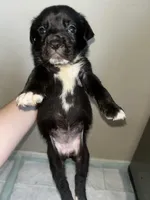 Nova, a female Cane Corso for sale in Florida City, FL – Photo 6 of 10