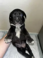 Nova, a female Cane Corso for sale in Florida City, FL – Photo 4 of 10