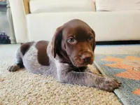 GSP, a male German Shorthaired Pointer for sale in Columbia, KY – 4 of 6