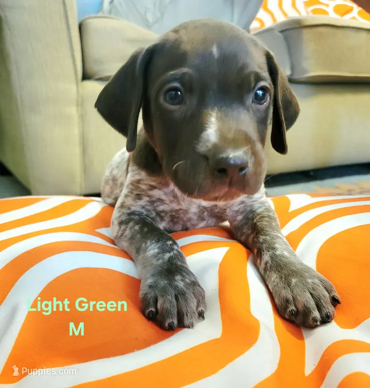 GSP – German Shorthaired Pointer puppy for sale in Columbia, KY