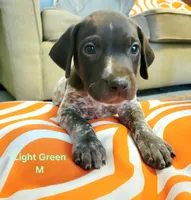 GSP, a male German Shorthaired Pointer for sale in Columbia, KY – 1 of 6