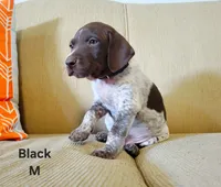 GSP, a male German Shorthaired Pointer for sale in Columbia, KY – 5 of 6