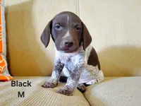 GSP, a male German Shorthaired Pointer for sale in Columbia, KY – 3 of 6