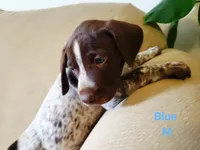 GSP, a male German Shorthaired Pointer for sale in Columbia, KY – 2 of 6