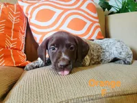 GSP, a male German Shorthaired Pointer for sale in Columbia, KY – 6 of 6
