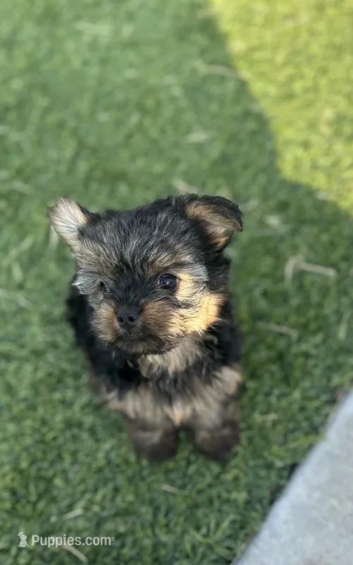 Lola – Yorkshire Terrier puppy for sale in Tulsa, OK