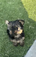 Lola, a female Yorkshire Terrier for sale in Tulsa, OK – 1 of 3