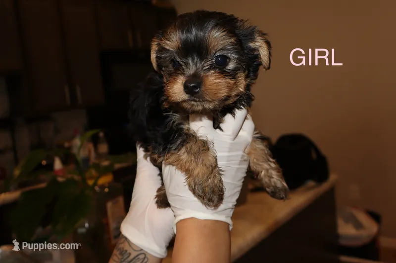 Lily – Yorkshire Terrier puppy for sale in Tulsa, OK