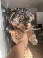 Lola, a female Yorkshire Terrier for sale in Tulsa, OK – 2 of 3