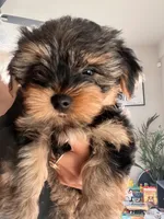 Lucy, a female Yorkshire Terrier for sale in Tulsa, OK – 2 of 2