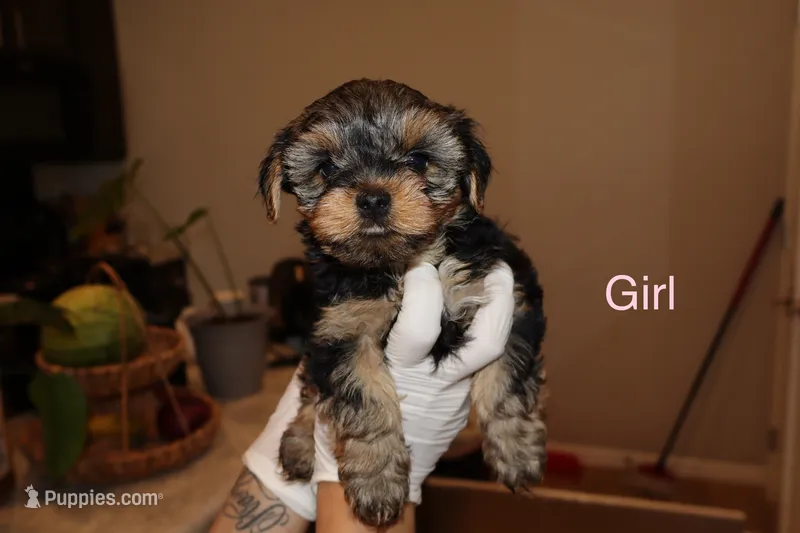 Lucy – Yorkshire Terrier puppy for sale in Tulsa, OK