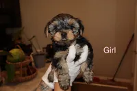Lucy, a female Yorkshire Terrier for sale in Tulsa, OK – 1 of 2