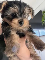 Lily, a female Yorkshire Terrier for sale in Tulsa, OK – 2 of 2