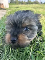 Lola, a female Yorkshire Terrier for sale in Tulsa, OK – 3 of 3