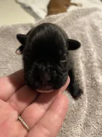 Major, a male Boxer for sale in Hiram, GA – Photo 6 of 9