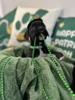 Major, a male Boxer for sale in Hiram, GA – Photo 3 of 9