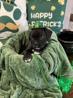 Major, a male Boxer for sale in Hiram, GA – Photo 9 of 9