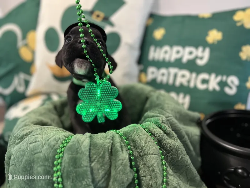 Major – Boxer puppy for sale in Hiram, GA