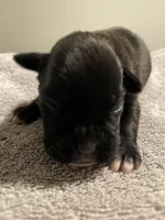 Major, a male Boxer for sale in Hiram, GA – Photo 7 of 9