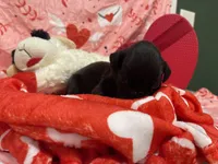 Major, a male Boxer for sale in Hiram, GA – Photo 8 of 9