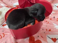 Major, a male Boxer for sale in Hiram, GA – Photo 5 of 9