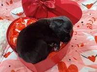 Major, a male Boxer for sale in Hiram, GA – Photo 4 of 9