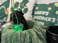 Major, a male Boxer for sale in Hiram, GA – Photo 2 of 9