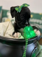 Missy, a female Boxer for sale in Hiram, GA – Photo 4 of 9