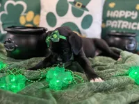 Missy, a female Boxer for sale in Hiram, GA – Photo 2 of 9