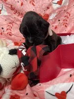 Missy, a female Boxer for sale in Hiram, GA – Photo 5 of 9