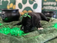 Missy, a female Boxer for sale in Hiram, GA – Photo 3 of 9