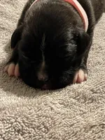 Missy, a female Boxer for sale in Hiram, GA – Photo 6 of 9