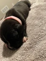 Missy, a female Boxer for sale in Hiram, GA – Photo 8 of 9