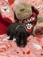 Missy, a female Boxer for sale in Hiram, GA – Photo 7 of 9