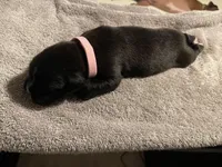 Missy, a female Boxer for sale in Hiram, GA – Photo 9 of 9