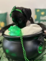 Missy, a female Boxer for sale in Hiram, GA – Photo 1 of 9