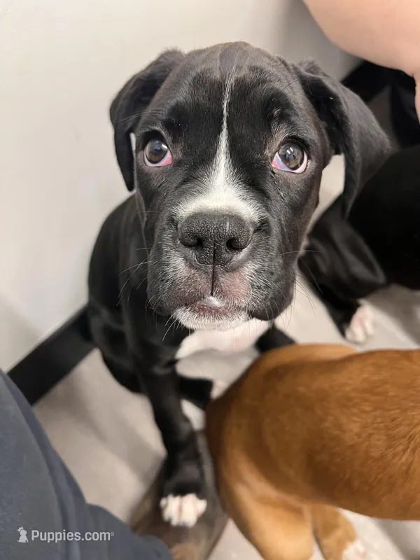 Daisy – Boxer puppy for sale in Hiram, GA