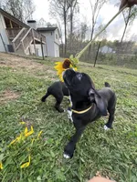 Daisy, a female Boxer for sale in Hiram, GA – Photo 9 of 9