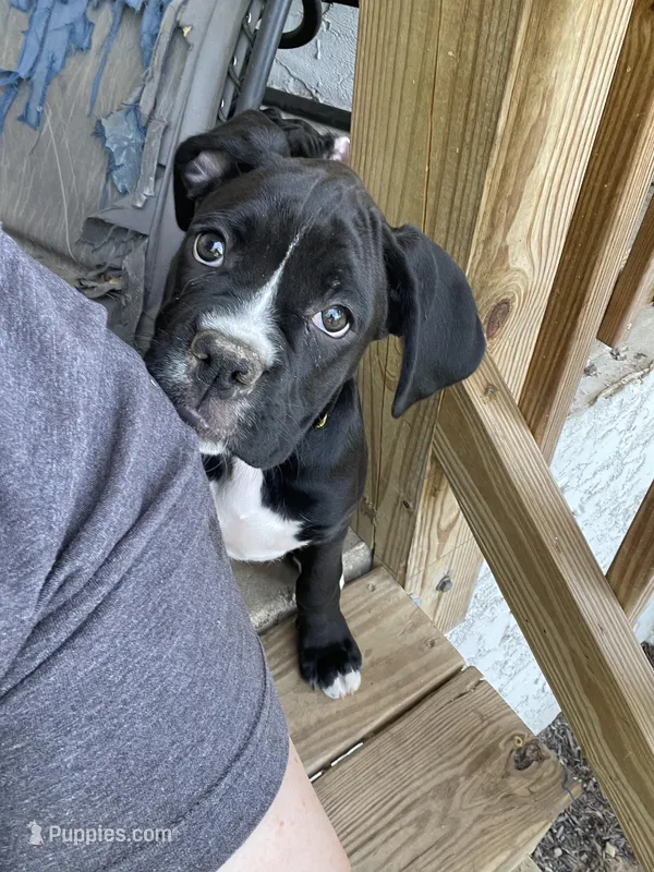 Daisy – Boxer puppy for sale in Hiram, GA