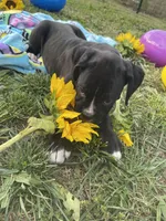 Daisy, a female Boxer for sale in Hiram, GA – Photo 8 of 9