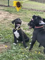 Daisy, a female Boxer for sale in Hiram, GA – Photo 1 of 9