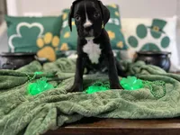 Daisy, a female Boxer for sale in Hiram, GA – Photo 2 of 9