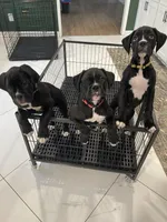 Daisy, a female Boxer for sale in Hiram, GA – Photo 7 of 9