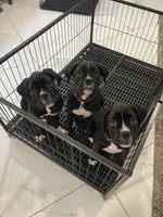 Daisy, a female Boxer for sale in Hiram, GA – Photo 6 of 9