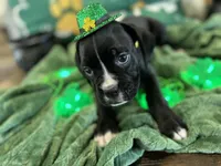 Daisy, a female Boxer for sale in Hiram, GA – Photo 4 of 9