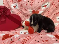 Daisy, a female Boxer for sale in Hiram, GA – Photo 5 of 9