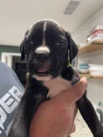 Daisy, a female Boxer for sale in Hiram, GA – Photo 3 of 9